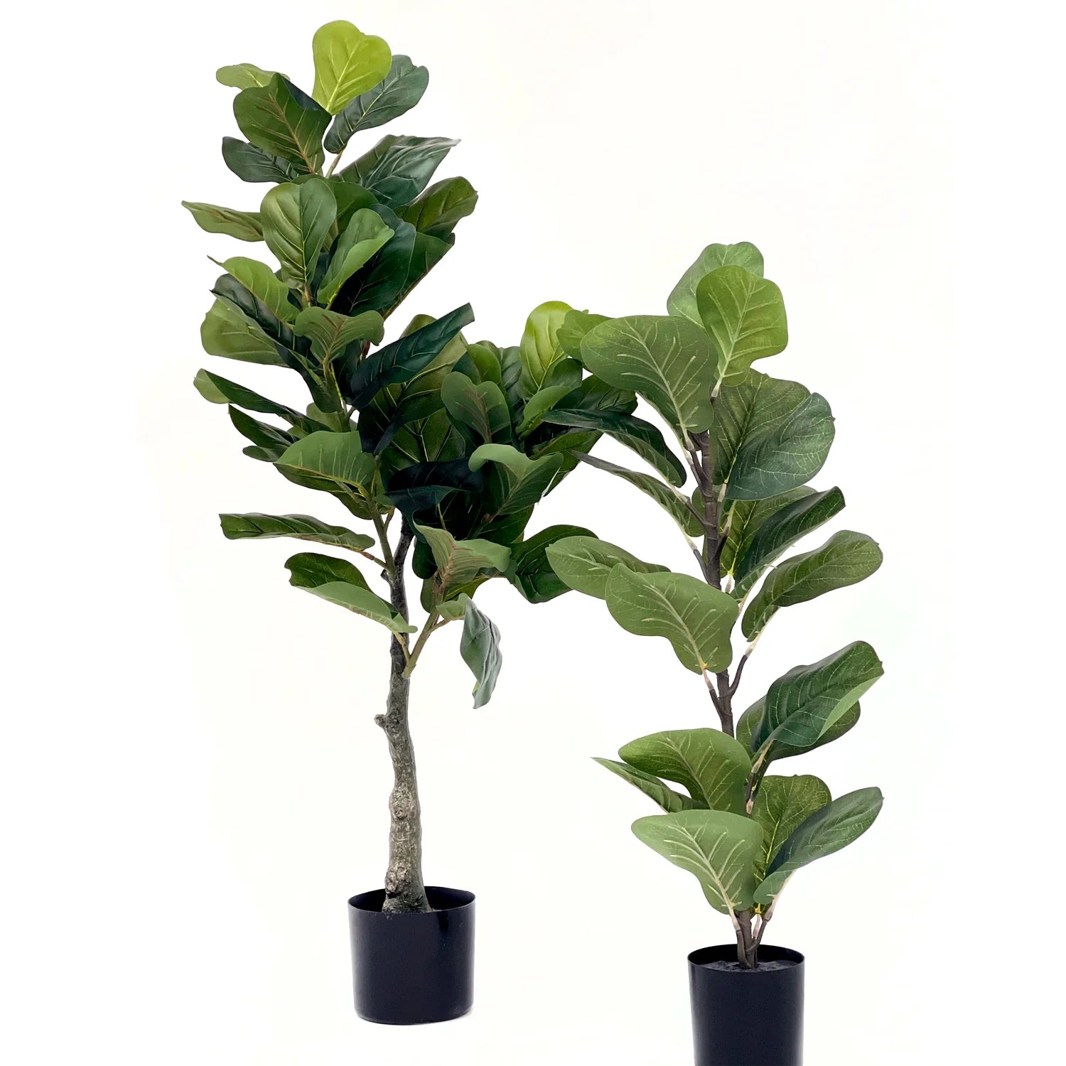 Ficus Lyrata 90 - Planta
