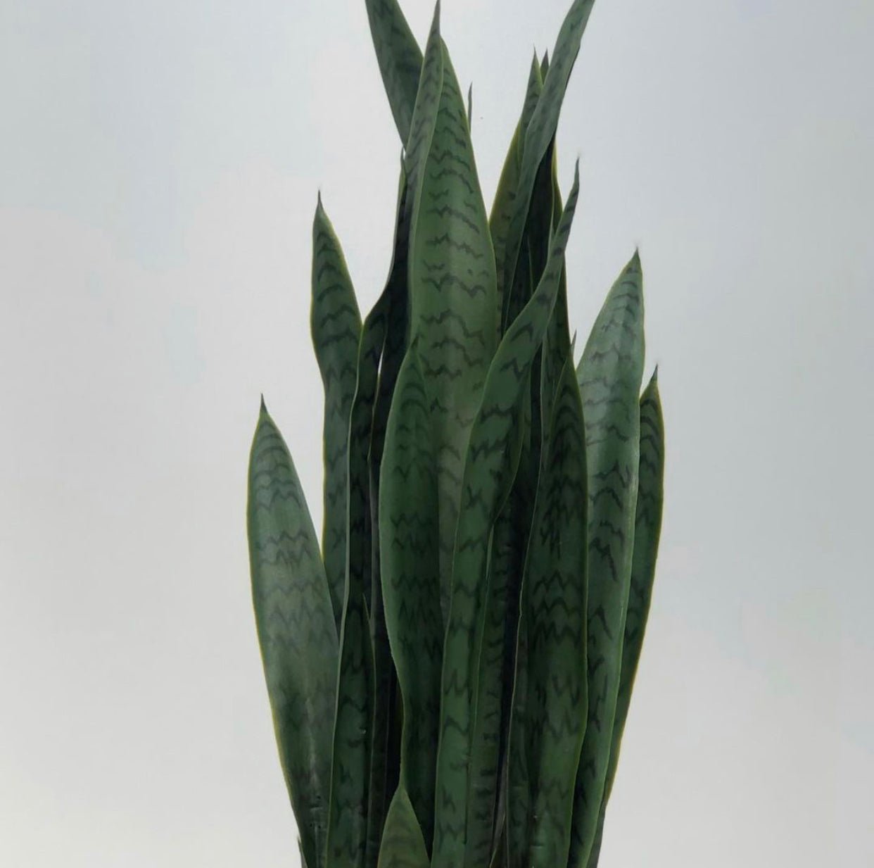 Sanseviera 90 - Planta